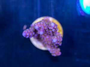 Acropora - Fireworks