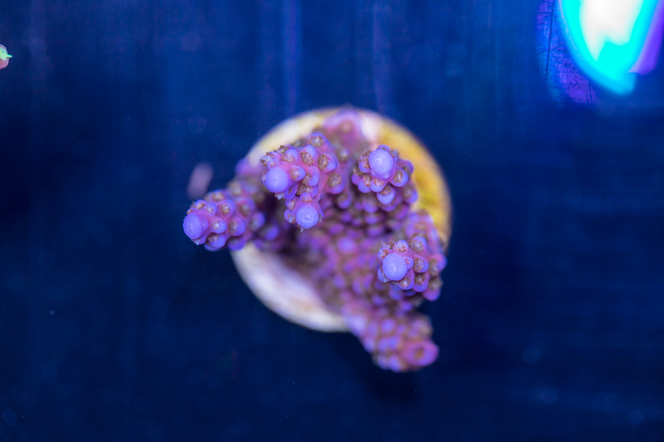 Acropora - Fireworks 1 Acropora - Fireworks