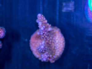 Acropora - Fireworks