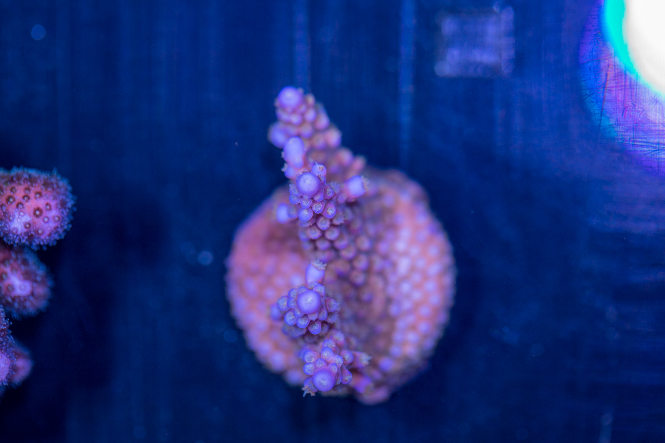 Acropora - Fireworks 1 Acropora - Fireworks