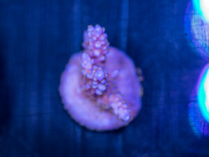 Acropora - Fireworks