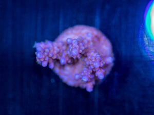 Acropora - Fireworks