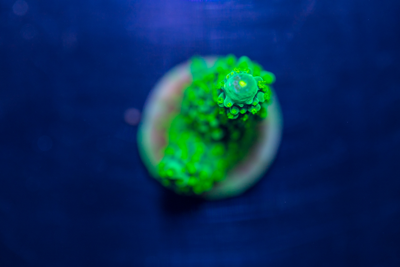 Acropora - Dallas 1 Acropora - Dallas