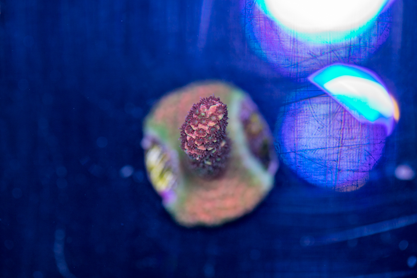 Millepora 1 Millepora