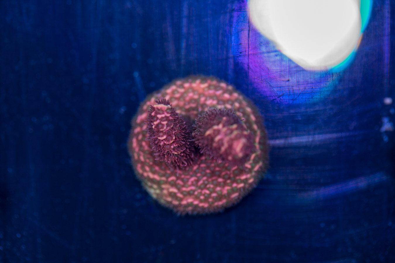 Millepora 1 Millepora