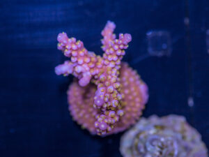 Acropora - Yellow Polyp Fireworks
