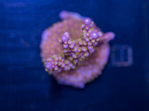 Acropora - Yellow Polyp Fireworks