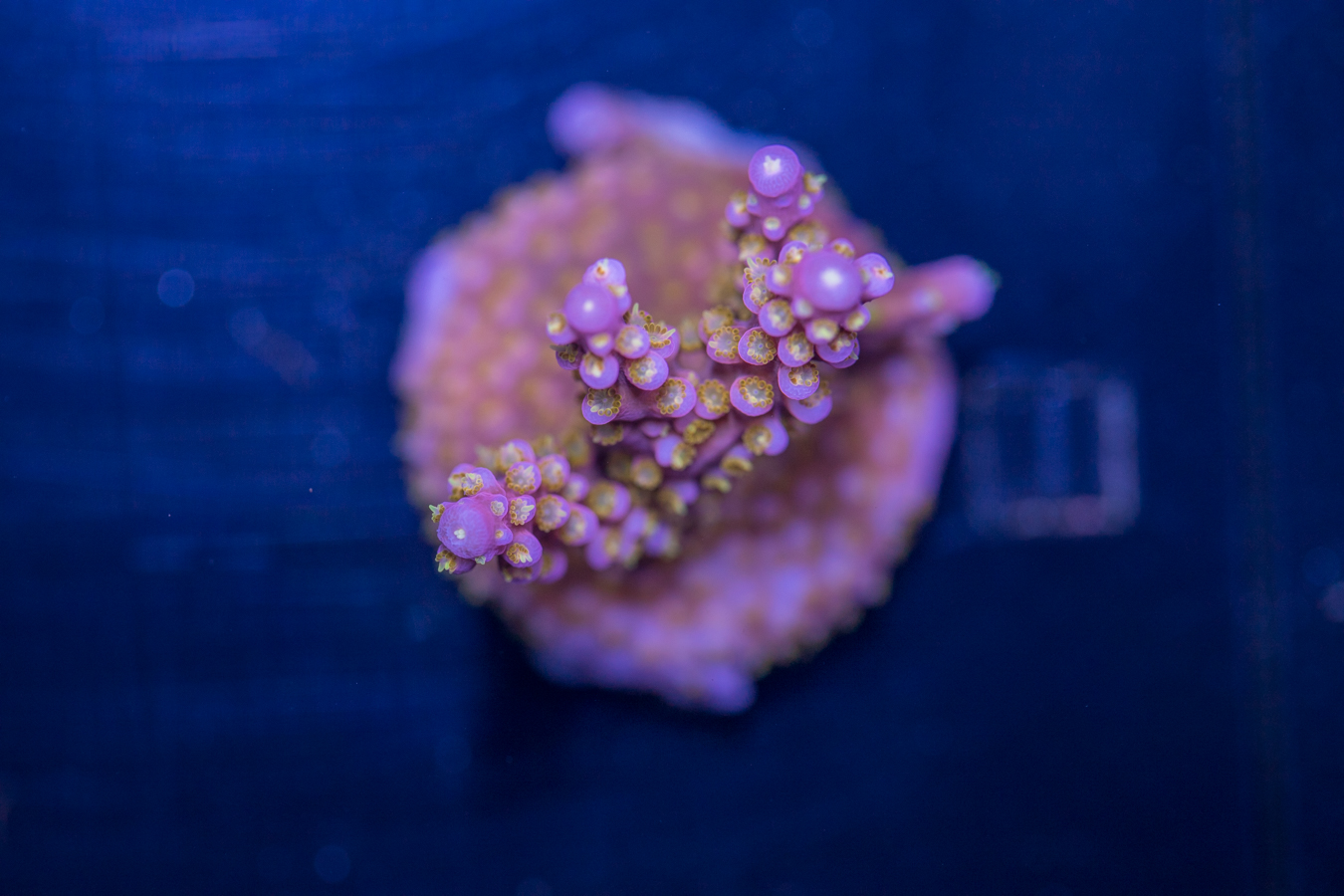 Acropora - Yellow Polyp Fireworks 1 Acropora - Yellow Polyp Fireworks