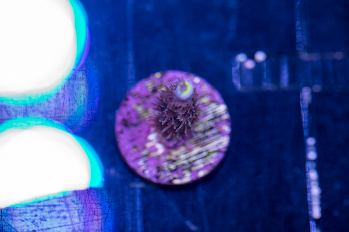 Acropora - Cherry Bomb 1 Acropora - Cherry Bomb