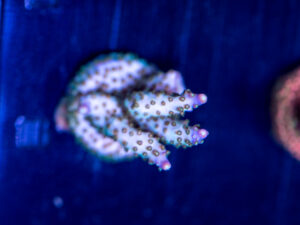 Acropora