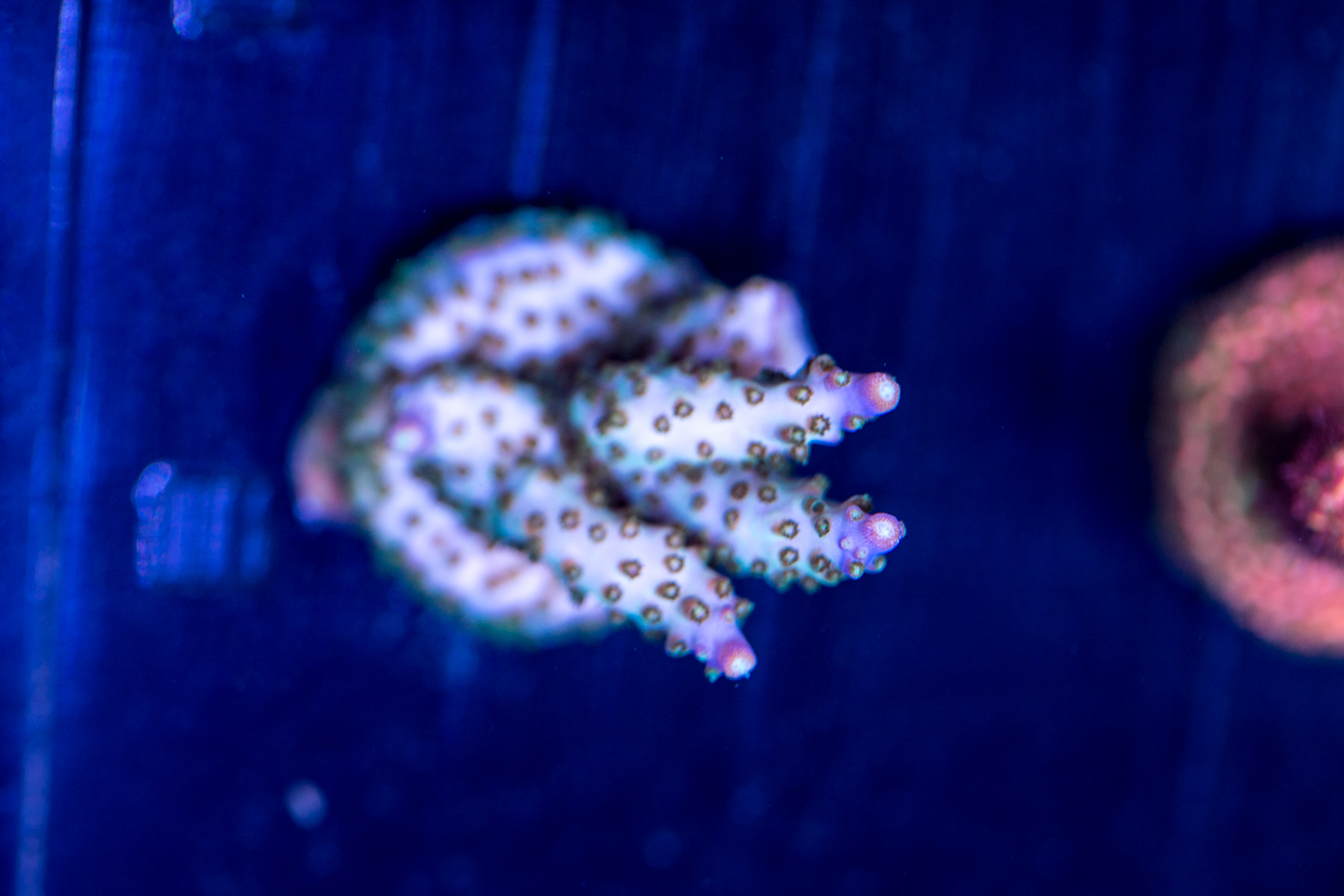 Acropora 1 Acropora