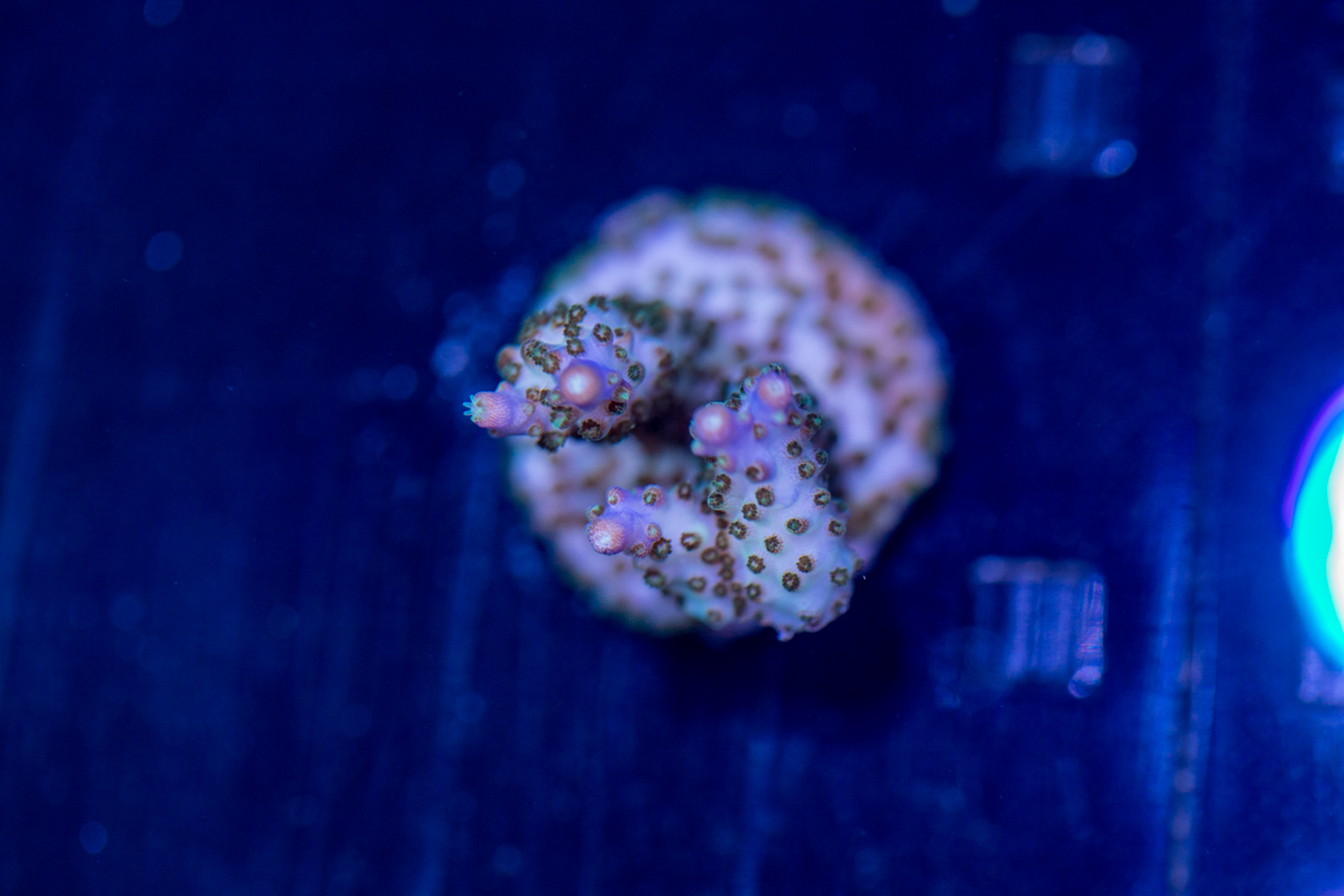 Acropora 1 Acropora