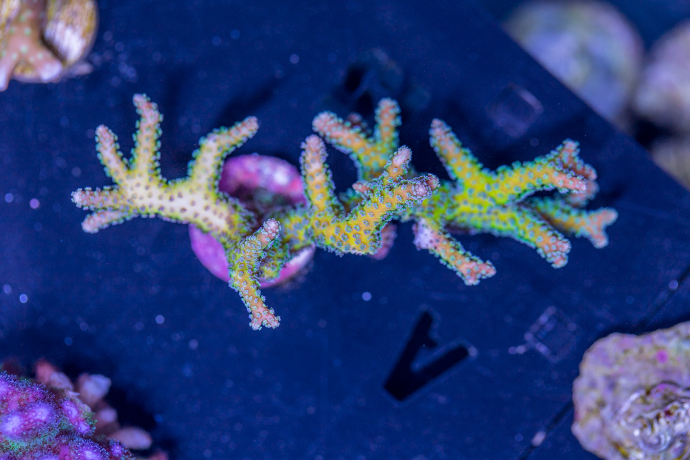 Birdsnest - Bird of Paradise 1 Birdsnest - Bird of Paradise