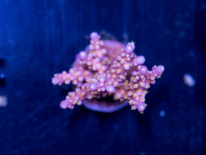 Acropora - Yellow Polyp Fireworks