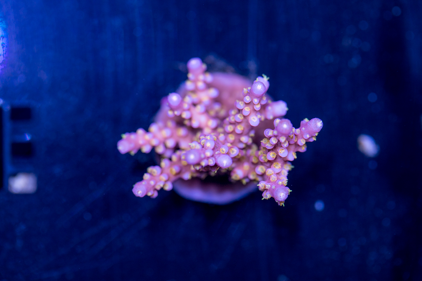 Acropora - Yellow Polyp Fireworks 1 Acropora - Yellow Polyp Fireworks