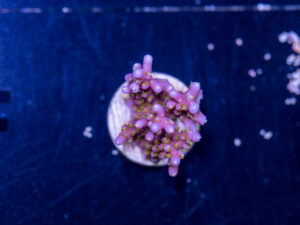 Acropora - Yellow Polyp Fireworks