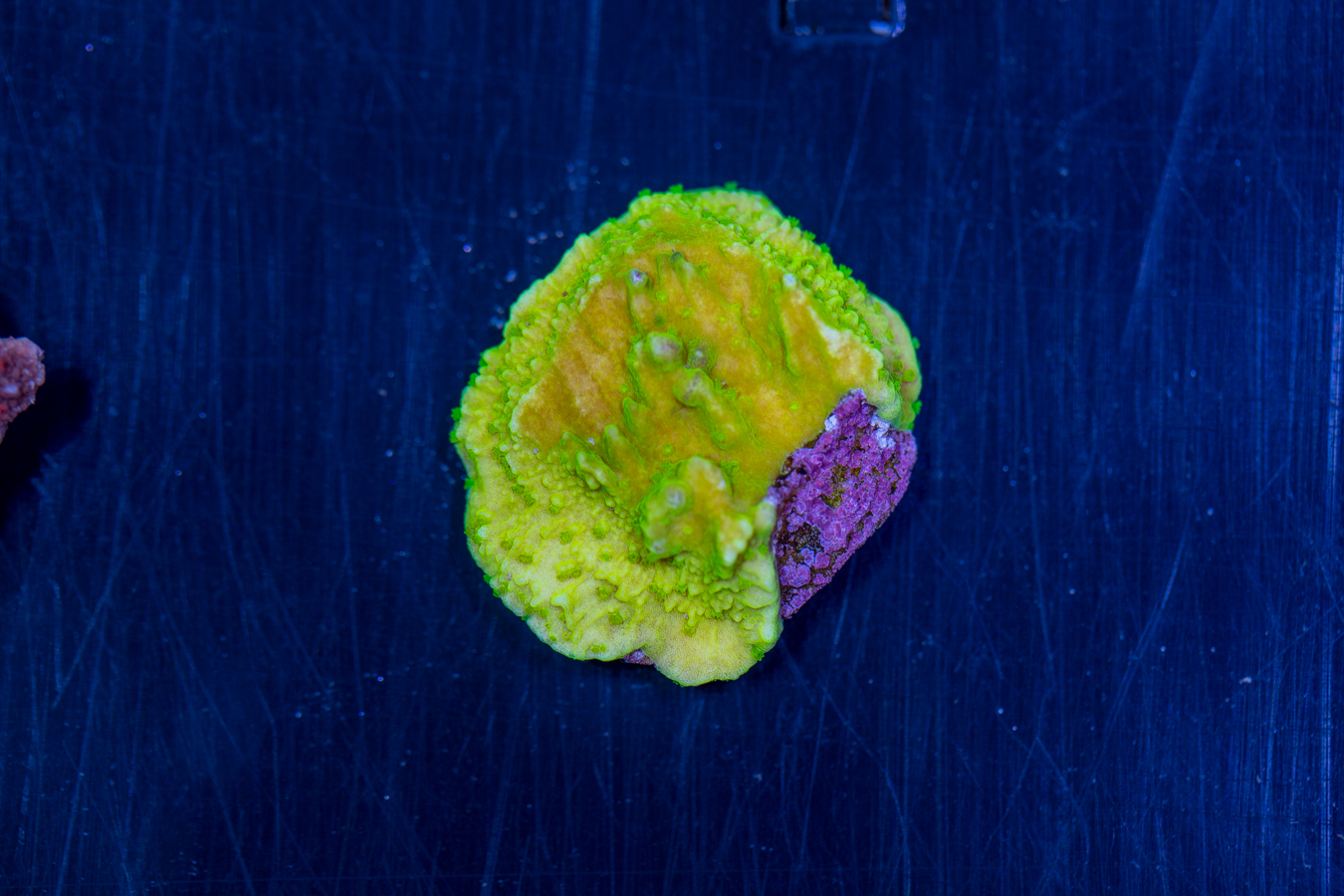 Montipora 1 Montipora