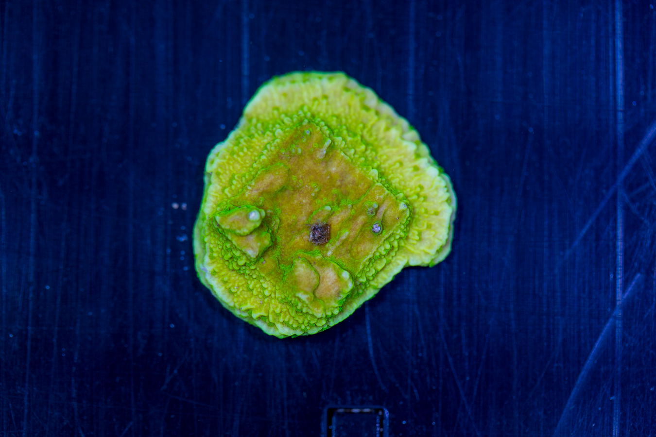 Montipora 1 Montipora