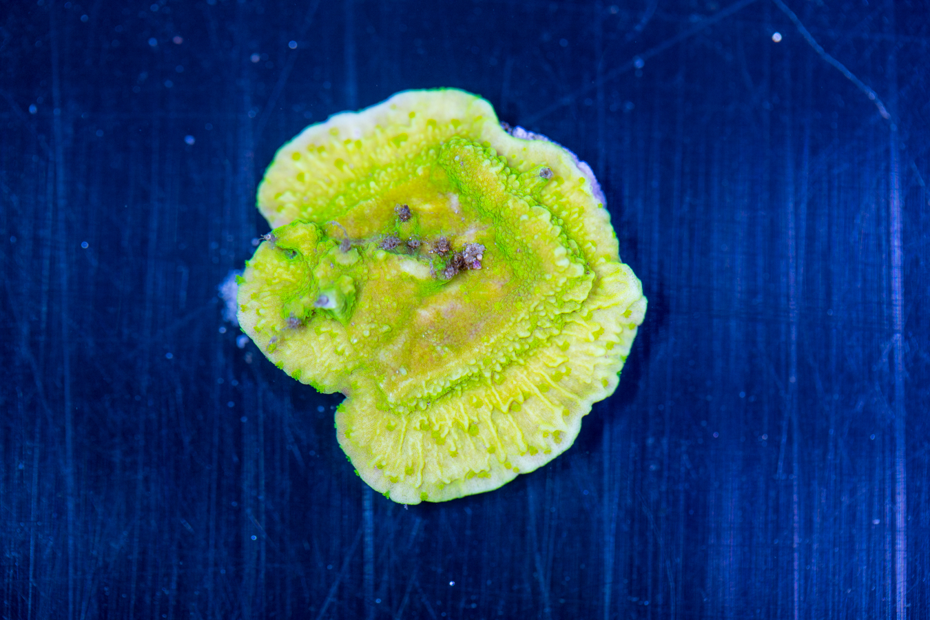 Montipora 1 Montipora