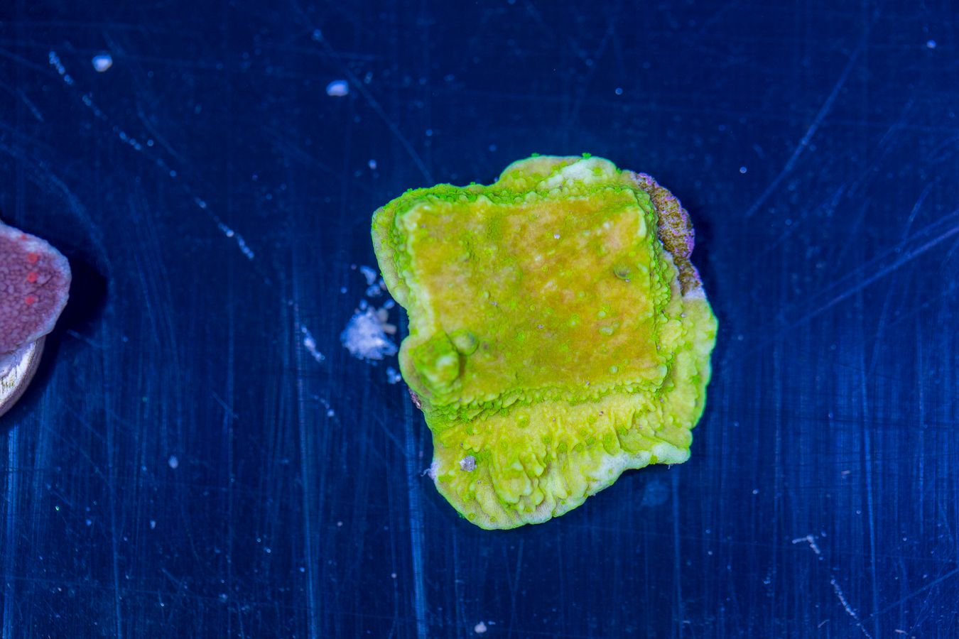 Montipora 1 Montipora