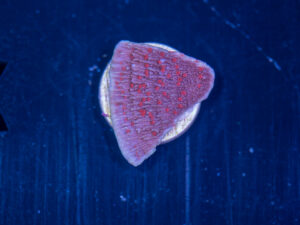 Montipora - Red Roses