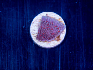 Montipora - Red Roses