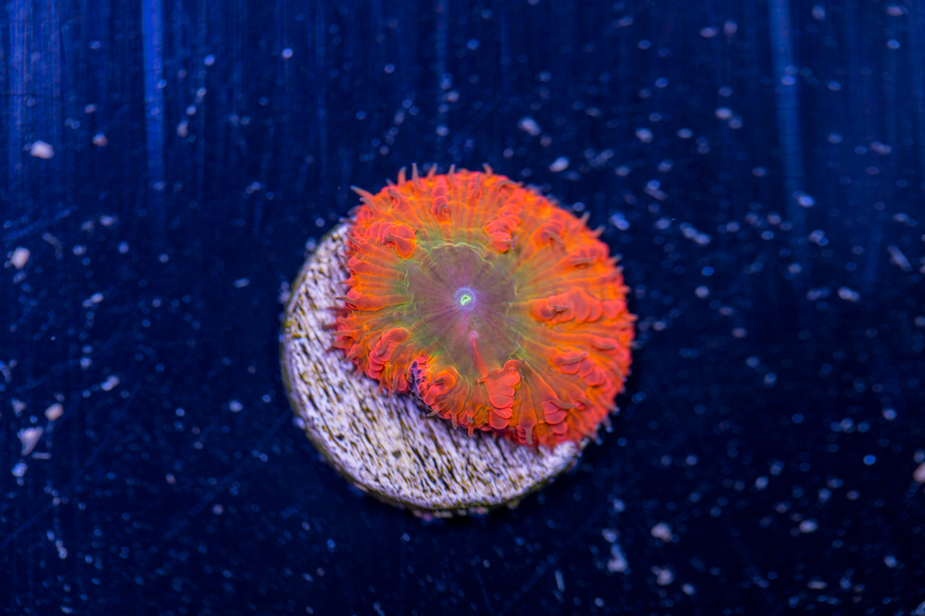 Blastomussa 1 Blastomussa