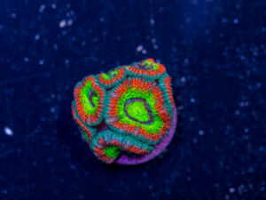Acan - Holy Grail