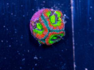 Acan - Holy Grail