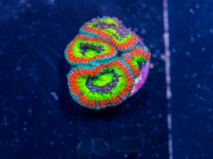 Acan - Holy Grail