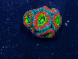 Acan - Holy Grail