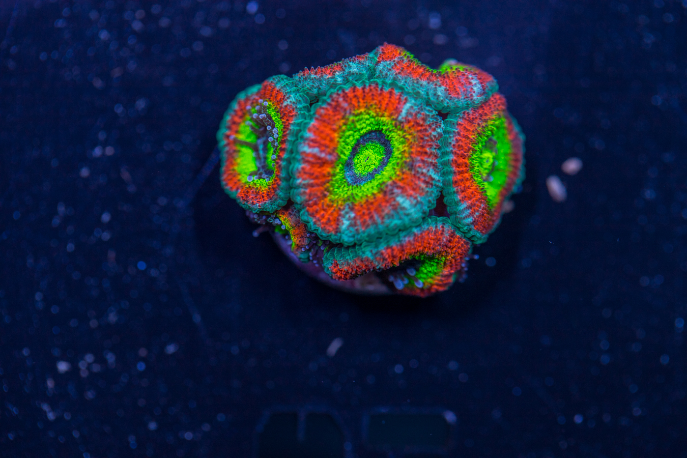 Acan - Holy Grail 1 Acan - Holy Grail