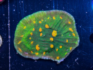 Chalice - Space Invader