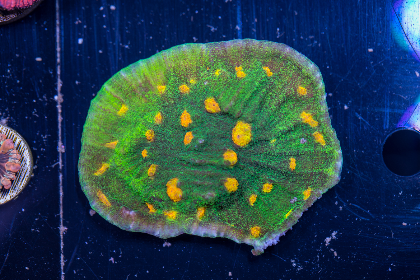 Chalice - Space Invader 1 Chalice - Space Invader