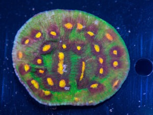 Chalice - Raja Rampage