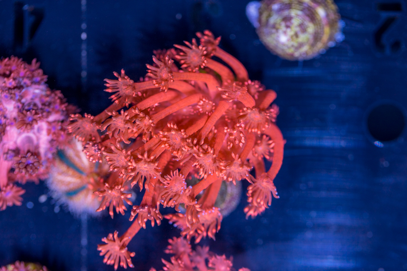 Goniopora 1 Goniopora