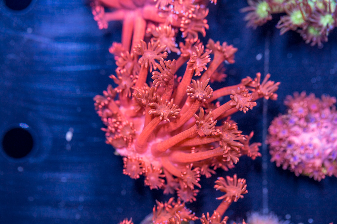 Goniopora 1 Goniopora