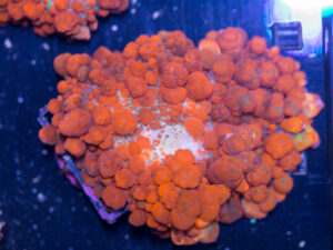 Rhodactus - Lava Bounce