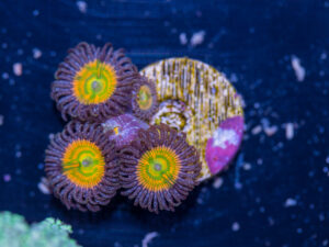 Zoanthids - Sunny D
