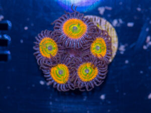Zoanthids - Sunny D