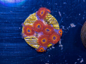 Zoanthids - Diabolique