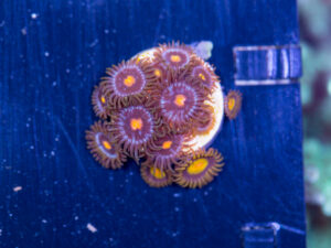 Zoanthids - Blow Pop