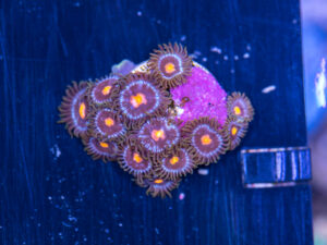 Zoanthids - Blow Pop