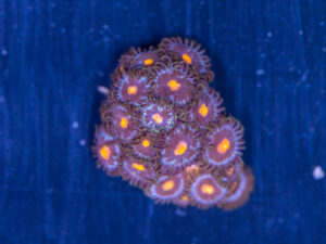 Zoanthids - Blow Pop