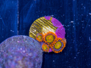 Zoanthids - Mandarin Orange
