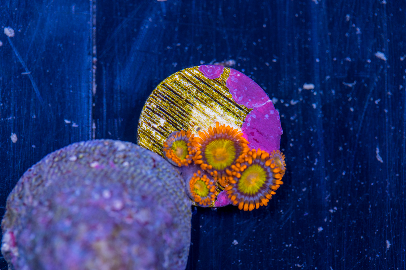 Zoanthids - Mandarin Orange 1 Zoanthids - Mandarin Orange