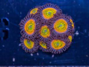 Zoanthids - Sunny D
