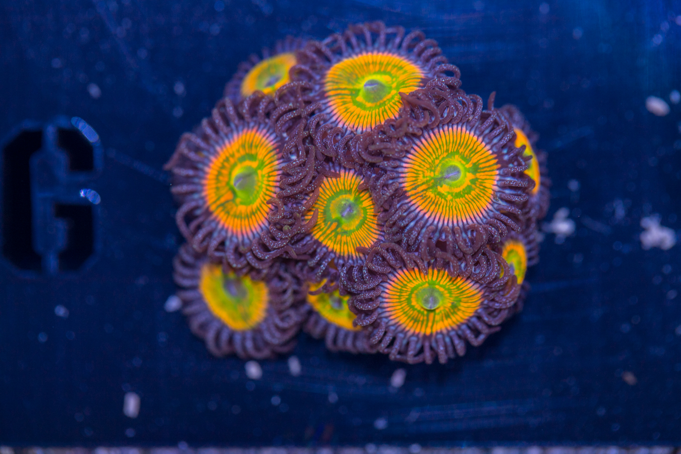 Zoanthids - Sunny D 1 Zoanthids - Sunny D