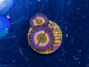 Zoanthids - Peach Infusion