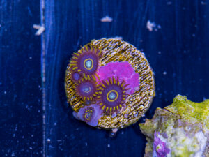 Zoanthids - Blue Hornet